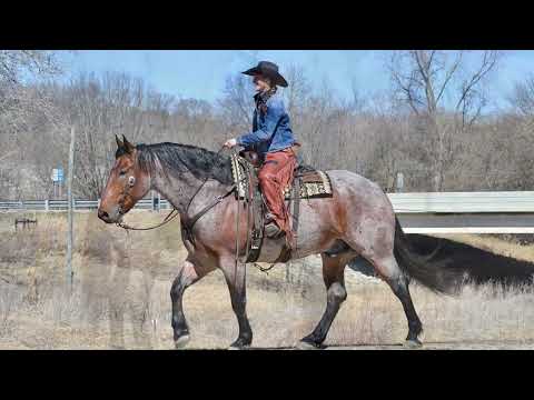 Clay - 7 Yr Old Belgian/QH Cross Gelding Hip #34 @northstarinvitationalhorse