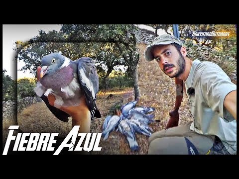 CAZA de PALOMAS TORCACES en el Carrascal 2023