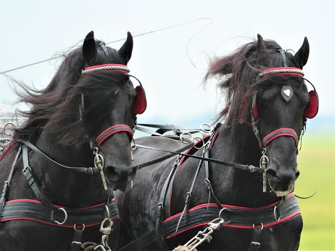 Stal Okkema's Hylke en Geert - stallions - 2010