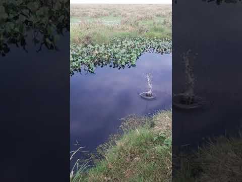 #ñeembucu #yabebyry #santarita #misiones