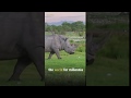 The Rhino: This prehistoric animal sometimes charges for no reason, due to its poor eyesight. @CGTN