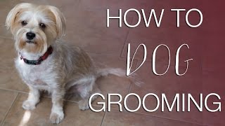 How to Groom Your Dog 🐶 at Home (Morkie Grooming)
