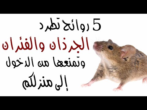 5 روائح تطرد الجرذان والفئران وتمنعها من الدخول إلى منزلكم