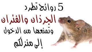 5 روائح تطرد الجرذان والفئران وتمنعها من الدخول إلى منزلكم