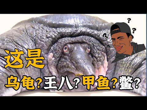鱉是什麼