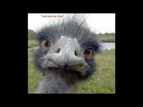 Broadway Joe D´r Bolle Käs