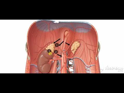 Suprarenal glands blood supply