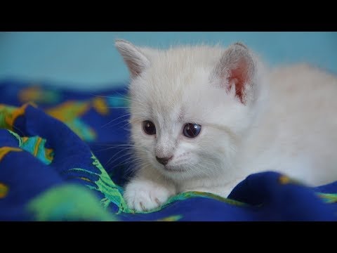 How to Wean Kittens - Preparing to Wean a Kitten