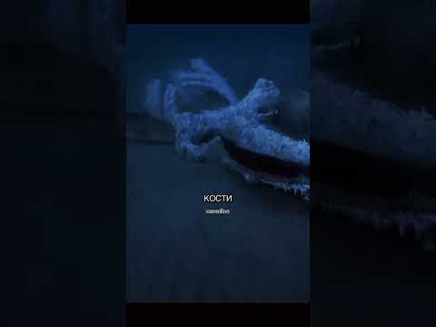 Что Происходит После Смерти Синего Кит 🐋 #факты #новости