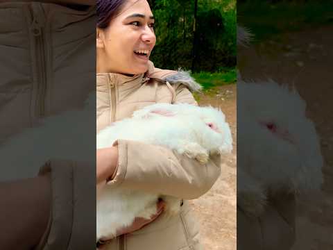 How loveable and cute he is ❤️🫶🐇 #shorts #bunny #travel #aketvlogs