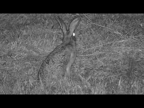 Djuma: Scrub Hare - 01:38 - 05/18/21