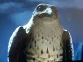 Stuart Little 2 Falcon
