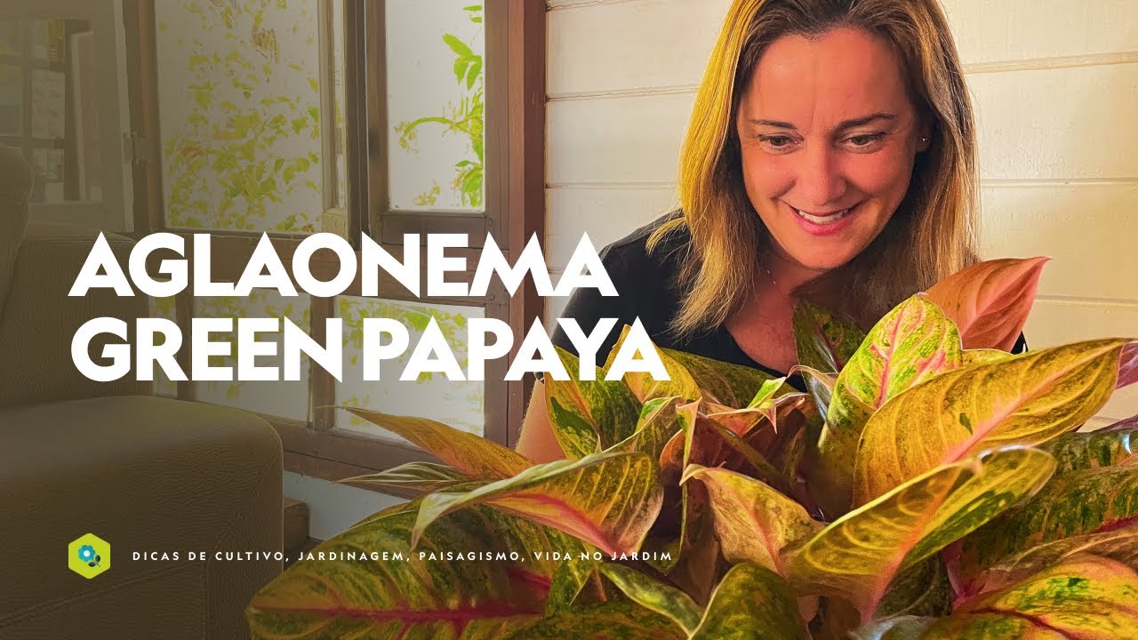 Descubra a elegância natural da Aglaonema Green Papaya!