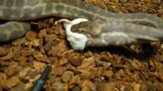 preview picture of video 'Stimsons Python : Strife Eating'