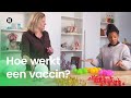 Hoe werkt een vaccin?