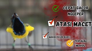 Download lagu PANCINGAN SOGON GACOR ATASI SOGON TROTOL MACET LANGSUNG BUNYI PAGI SIANG MALAM part 157 mp3