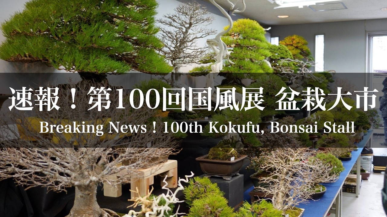 [速報] 第100回 盆栽国風展 立春大市 盆栽売店
