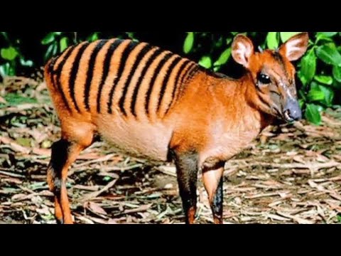 The Rainforest's Striped Secret: The Zebra Duiker