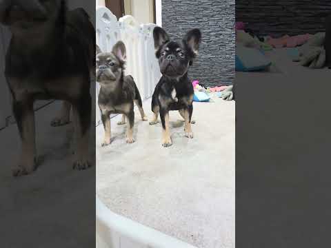 Video 3