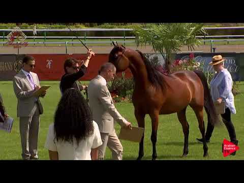 N.28 NOOR AL ADEYAT - Chantilly 2019 AHO World Cup - 4-7 Years Old Mares (Class 4)