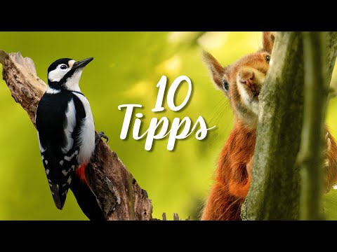 10 Tipps für die Wildlife Fotografie