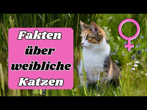 12 Faszinierende Fakten über weibliche Katzen (#11 ist Wunderschön)