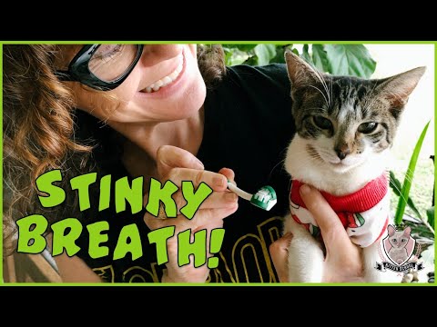 My Cat Has STINKY Breath! What Should I Do?