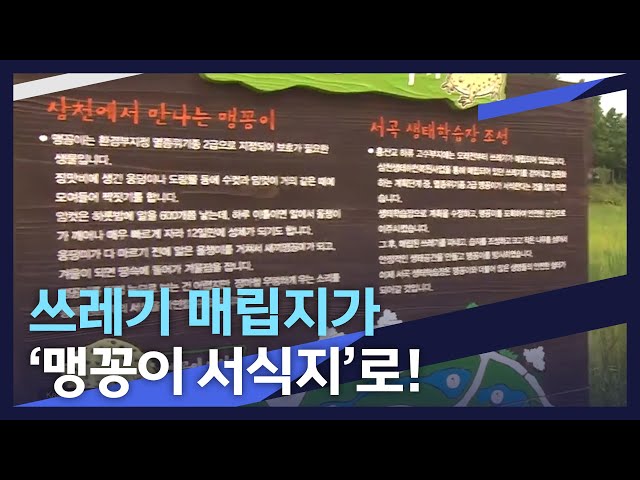 쓰레기 매립지가 '맹꽁이 서식지'로!