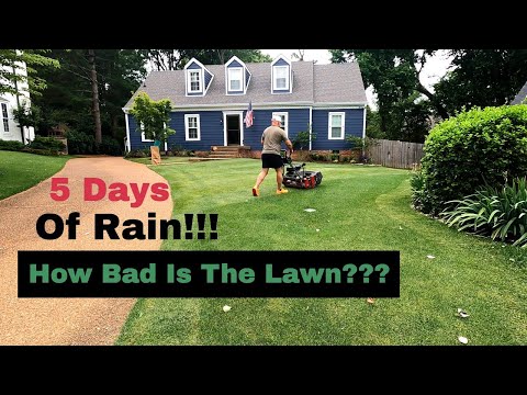 Rain for 5 Days Straight On The Lawn // How Bad Is It???