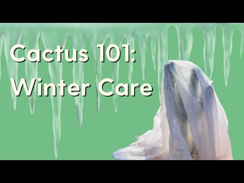 How to Care for Cacti in the Winter [Cactus Dormancy and other Tips]