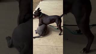 Video preview image #1 American Pit Bull Terrier-Labrador Retriever Mix Puppy For Sale in Germantown, OH, USA