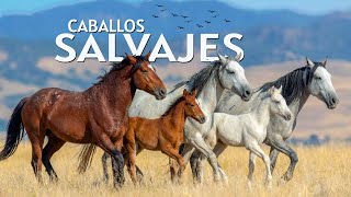 Oeste Americano La INVASIÓN de Caballos Salvajes: que se duplican cada 4 años.
