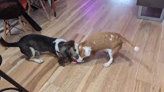Video preview image #1 Basset Hound Puppy For Sale in Deepwater, NJ, USA