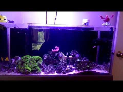 Seaclear Acrylic 40 Gallon