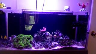 Seaclear acrylic 40 gallon ￼