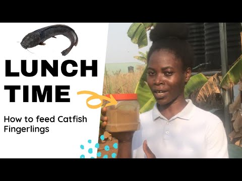 HOW TO FEED CATFISH FINGERLINGS | Catfish Farming 2021 #catfish #agriculture #fingerlings