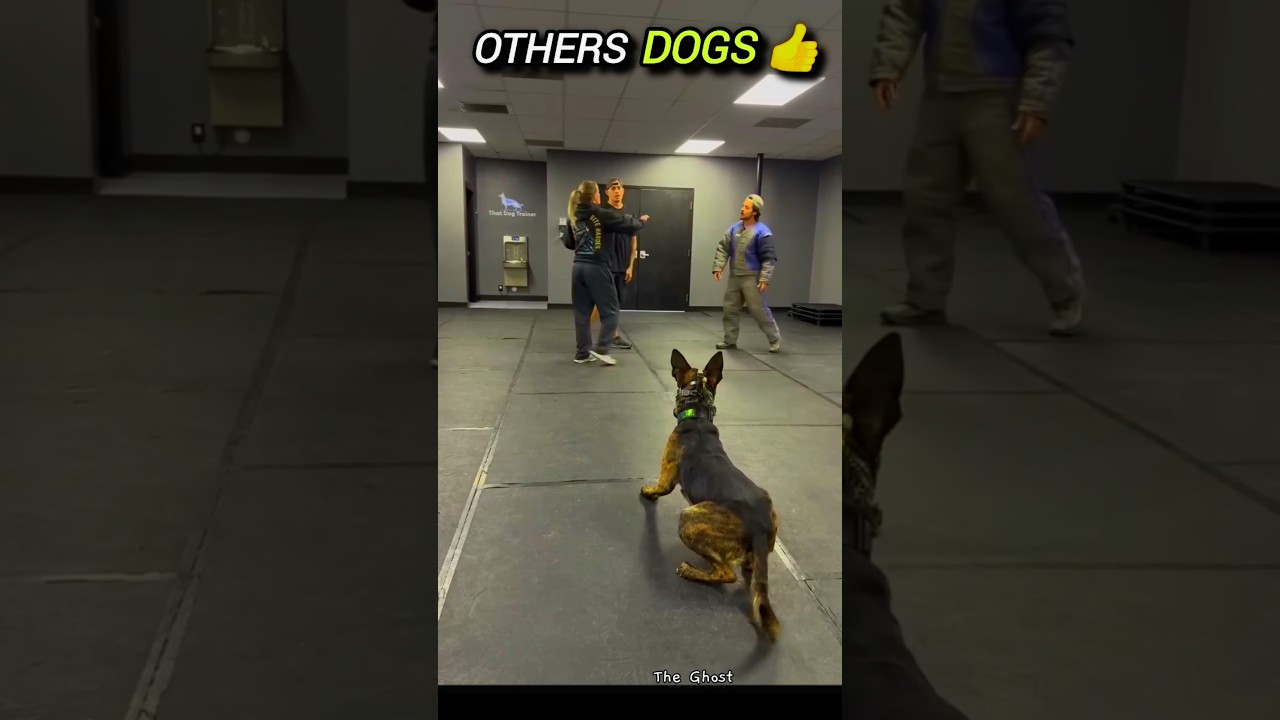 Other Dogs Vs Last One Dog 💙 #shorts  #edit #video #trollface #dog #tiktok #trend #aura #shortsfeed