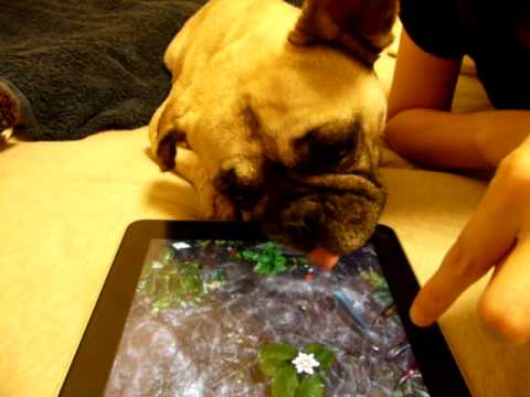 Trollando o cão com um tablet