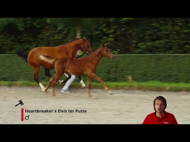 Heath van't Pardassenhof Z