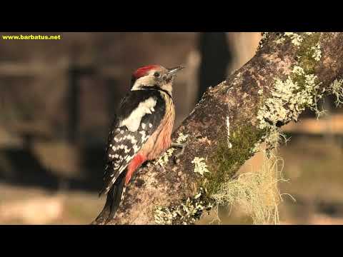 PICO MEDIANO | MIDDLE SPOTTED WOODPECKER | Dendrocopos