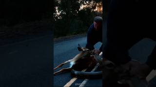 The python catches the deer's babies and they get into a lot of trouble.