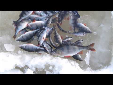 Ahvenpilkillä järvellä