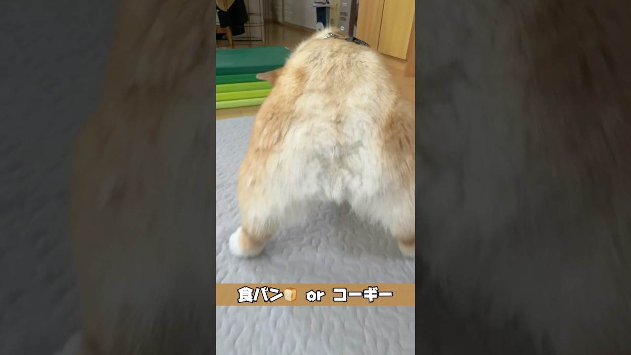 難問クイズ出題‼︎ #コーギー #クイズ #shorts