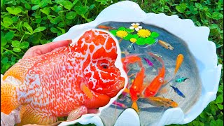 Find colorful surprise fish, catch fish, betta fish, angelfish, goldfish, cichlid, koi fishing snake