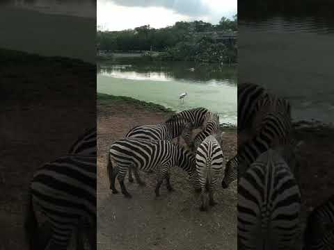 Rhino, Zebra, giraffe, ducks lots of animals in bangkok - thailand