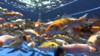 preview picture of video 'Koi Fish with GoPro at Hazorea Aquatics Biosekoi'