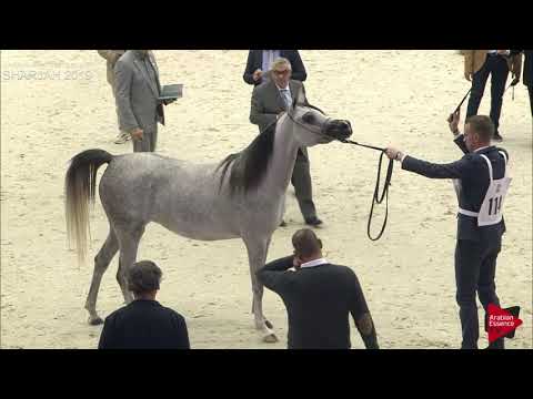 N 114 AJ MARMARA   Sharjah International 2019