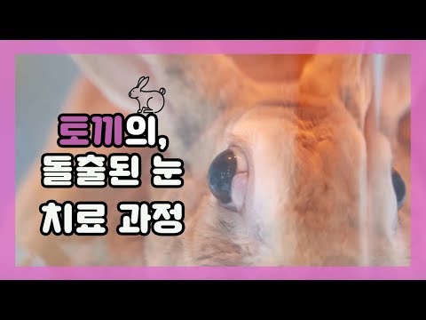 , title : '토끼의 돌출된 눈 치료 과정  [아크리스동물병원 (박천식 수의사)] - 펫칼리지'