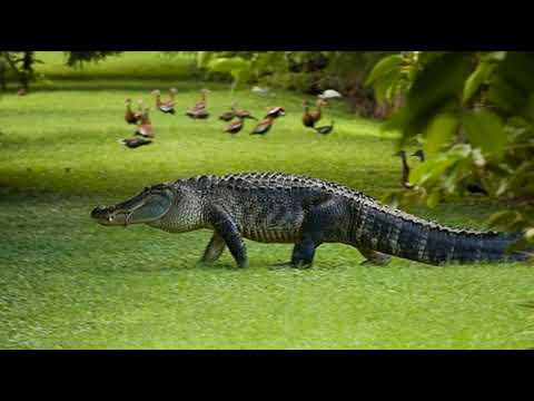 paris platynov - aligator_lacost_freestyle_01