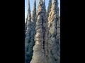 The Sand Castle King Nature Nature WhatsApp Status The Nature Diary Shorts